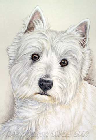 Le Portrait du Chien Westie Eliot